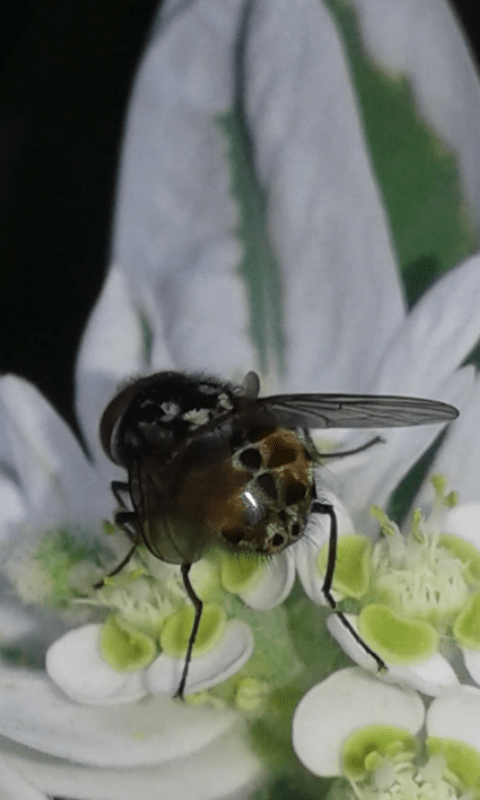 Muscidae : Graphomya maculata (maschio)?  Graphomya cfr. maculata